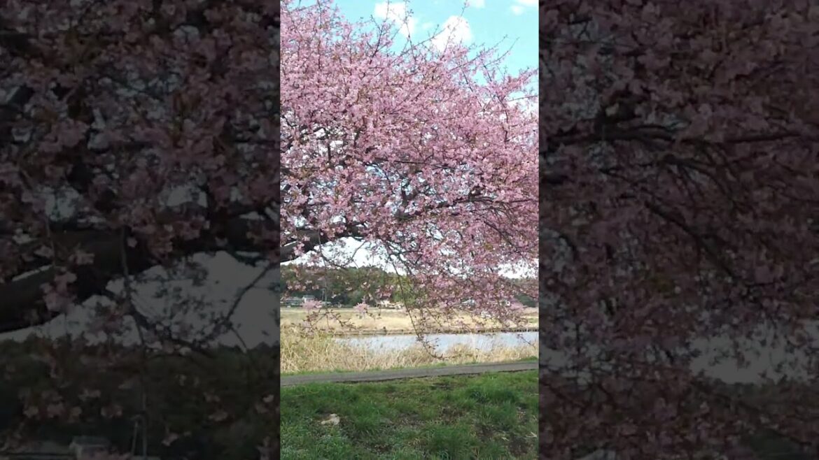 Spring has set in Chiba #traveljapan #chiba #cherryblossom