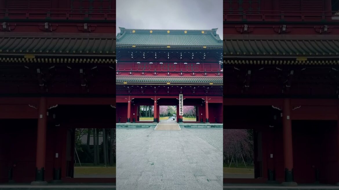 Taisei-ji / 大石寺 #travel #旅行 #visitjapan #観光 #japan #japantravel #sakura #shizuoka #さくら #静岡 #桜 #大石寺