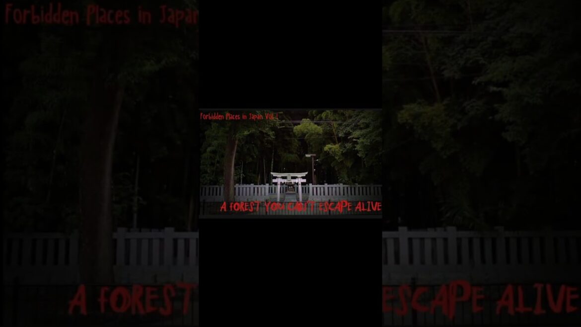 Japan’s Forbidden Bamboo Forest that No One Returns From: Yawata no Yabushirazu | Travel and Culture