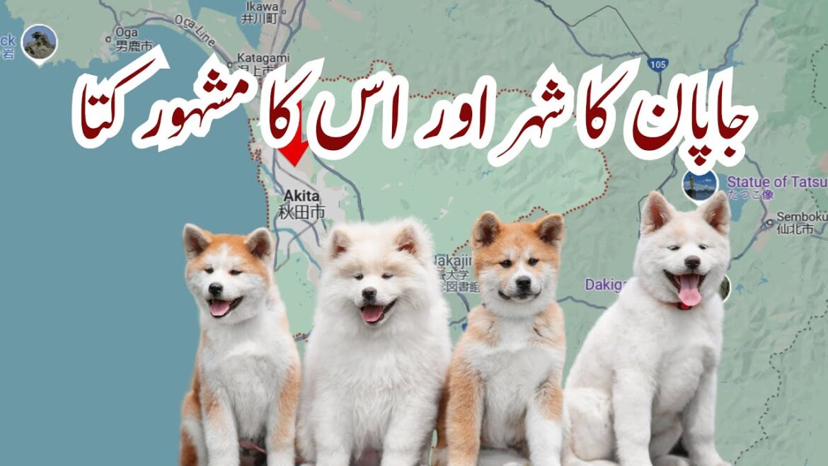 Akita Inu |  جاپان کا شہر اور اس کا مشہور کتا