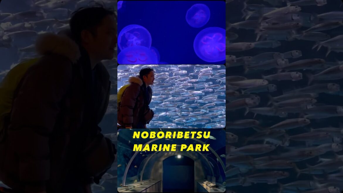 10,000 sardines!!! #japan #travel #aquarium #noboribetsu #park #hokkaido #traveldestinations