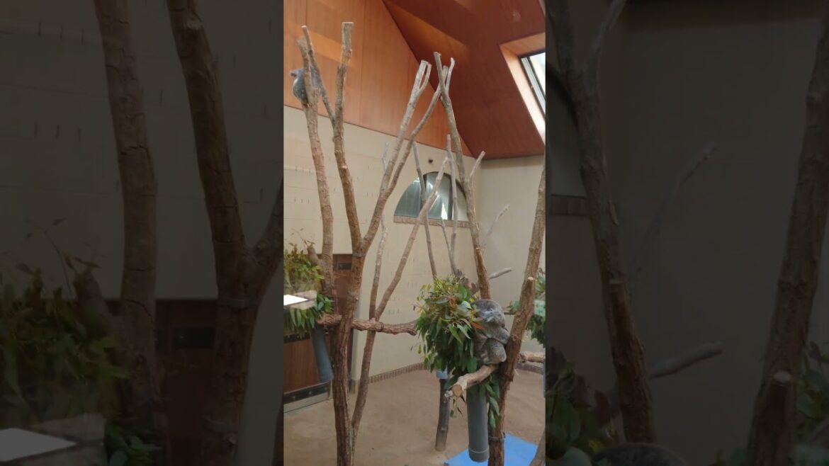 🐻Oji Zoo KOBE 🐻Oji Zoo KOBE