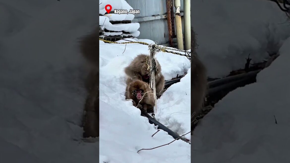 Snow Monkey Mountain, Nagano, Japan. #japan #nagano #snowmonkey #travel #travelvlog