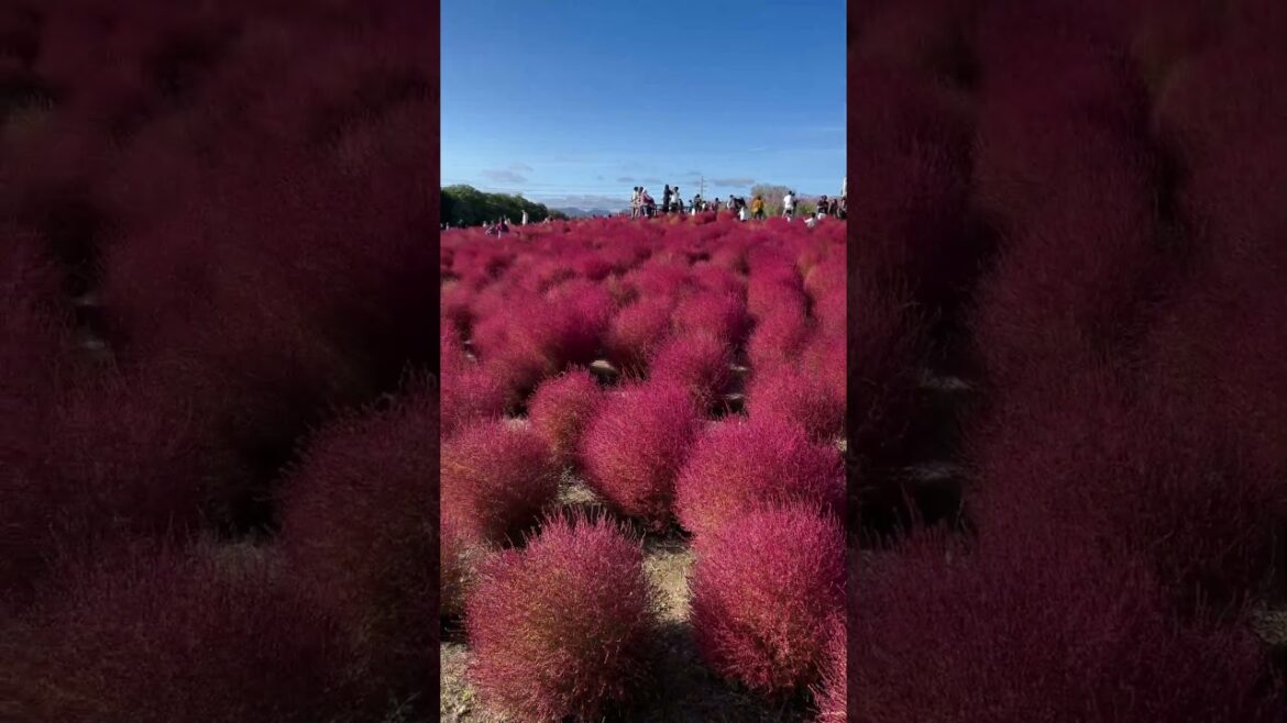 【OSAKA】Must-See Unique Flower Spot - Osaka Expo Commemorative Park