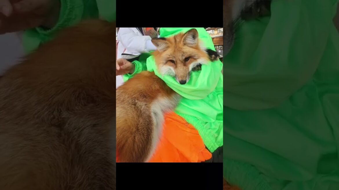 Fox Paradise in Japan! 🦊 Miyagi Zao Fox Village Tour 🇯🇵