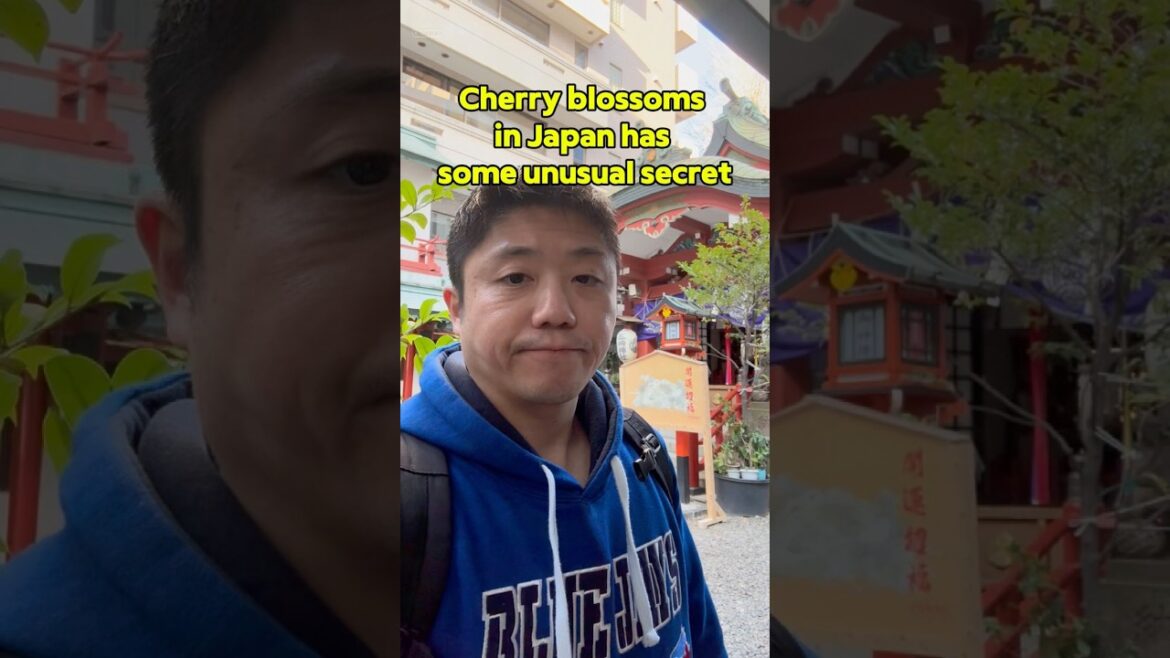 Cherry Blossom in Japan Culture 🫥 Shinjuku Walking Tour