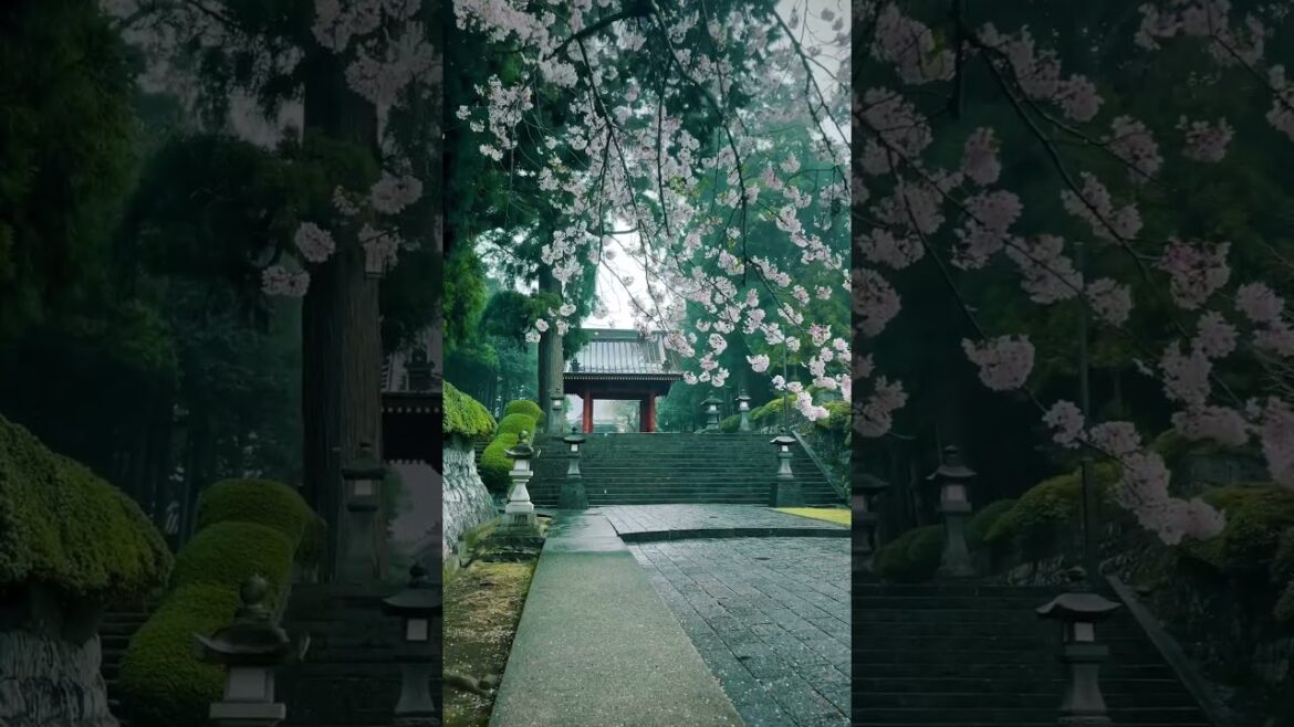 Taisei-ji / 大石寺 #travel #旅行 #visitjapan #観光 #japan #japantravel #sakura #shizuoka #さくら #静岡 #桜 #大石寺