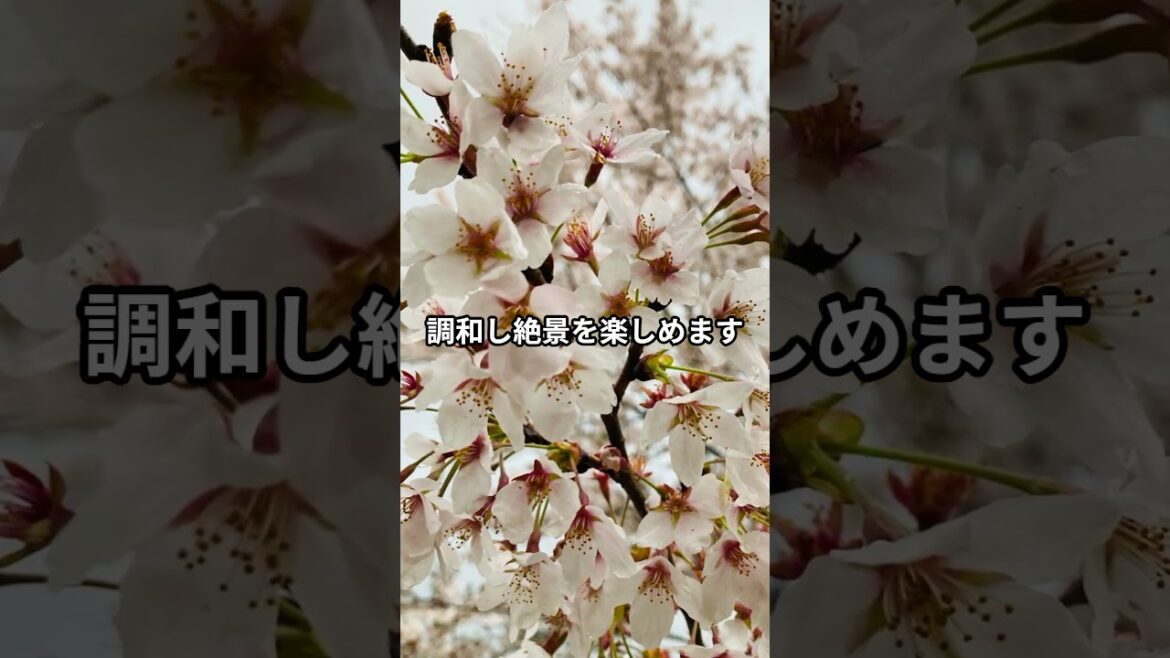 日本全国の桜名所の紹介!!(新潟県)【孝ちゃんの旅行日記(Kochan’s Travel Diary)】 #旅行 #asiantravel#桜#新潟県 日本全国の桜名所の紹介!!(新潟県)【孝ちゃんの旅行日記(Kochan's Travel Diary)】 #旅行 #asiantravel#桜#新潟県