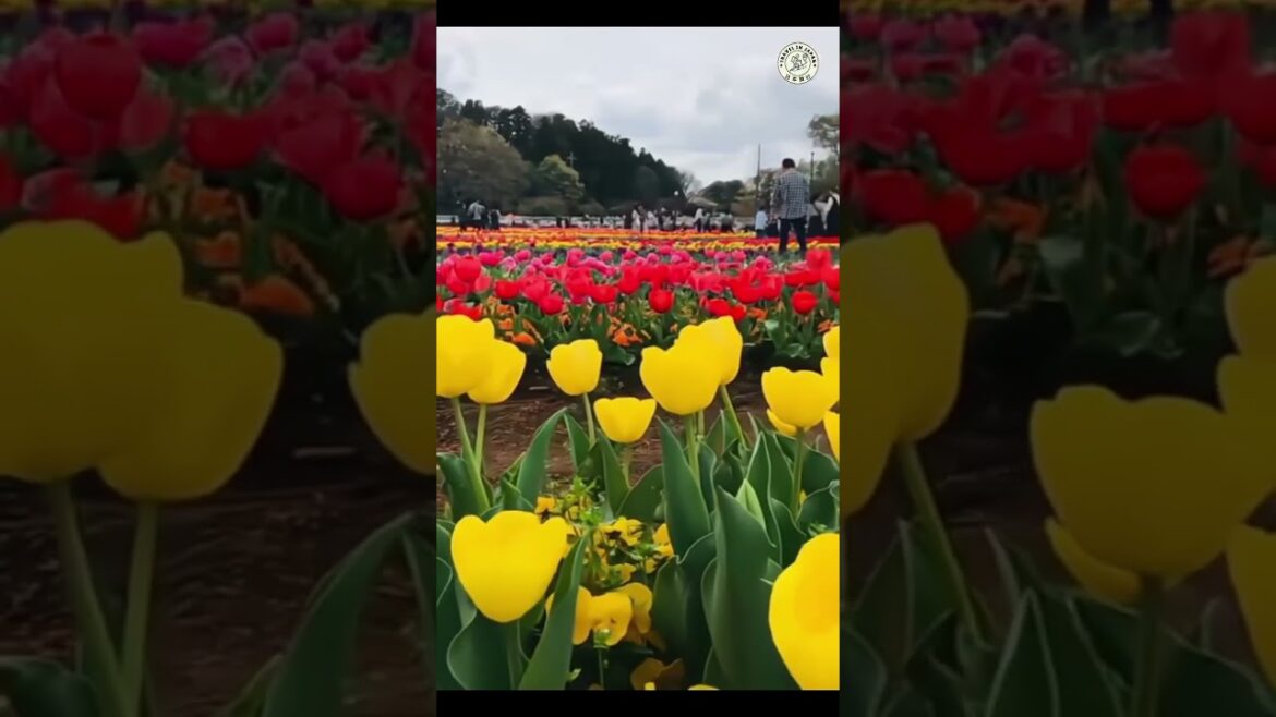 Tulip Flower In Akebonoyama Agriculture Park In CHIBA. #viralvideo #tulip #tulipflower #tulips