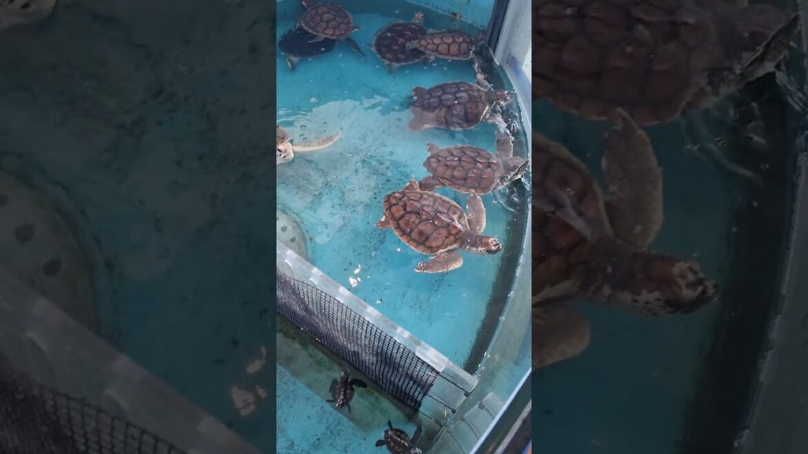 Baby Turtles in Wakayama