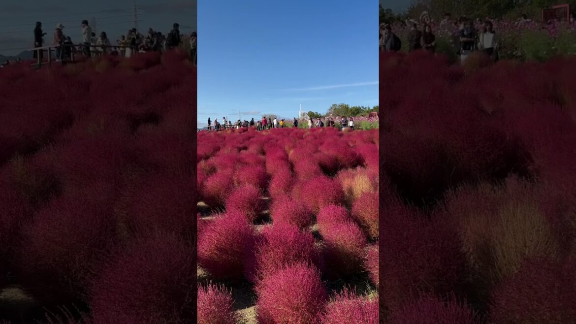 【OSAKA】Must-See Flower Spot – Osaka Expo Commemorative Park 【OSAKA】Must-See Flower Spot - Osaka Expo Commemorative Park