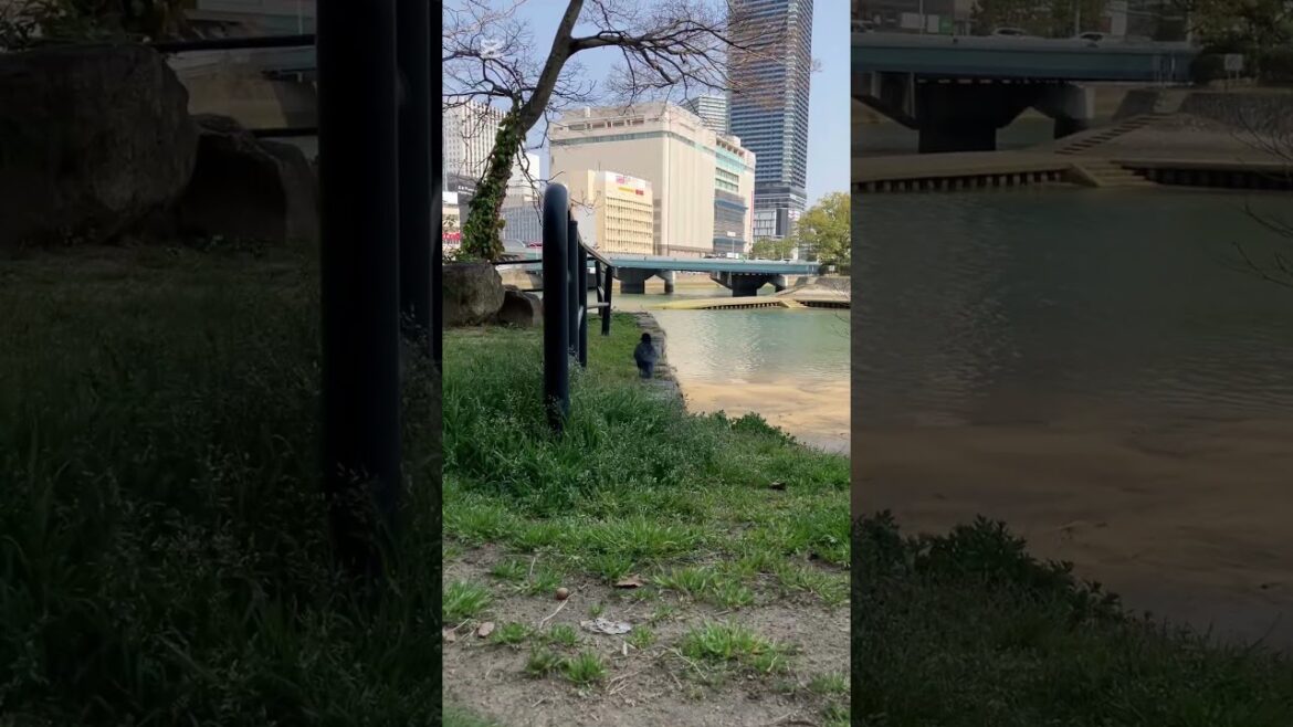 #広島 桜 Hiroshima walk looking for Sakura #japan #travel