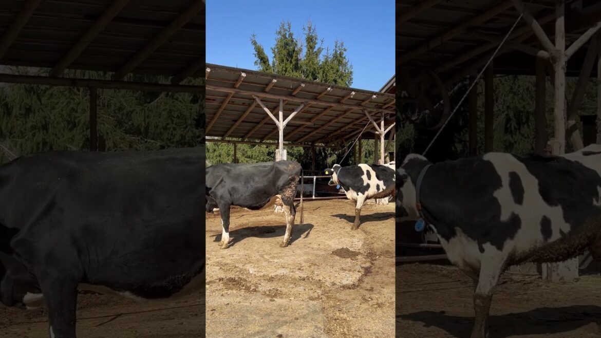 【KOBE】Must-See Tourist Attraction - Yuge Farm