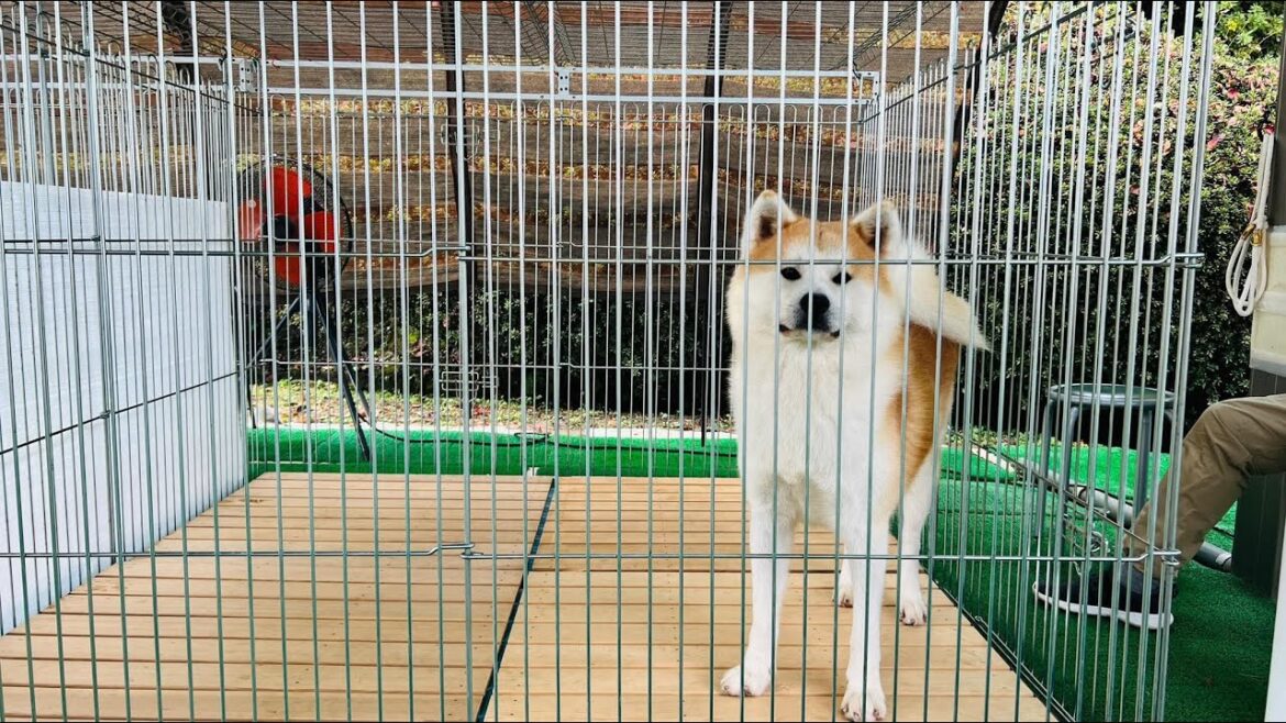 SENSHU PARK AKITA JAPAN / AKITA DOG / JAPAN SEASON / CRUISESHIP LIFE/ SEAMANS LIFE