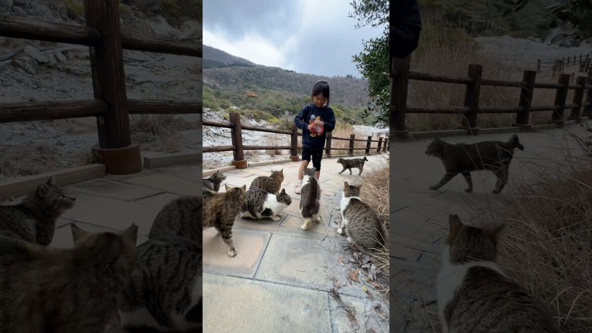 Obamachō (小浜町) unzen #cats #shorts