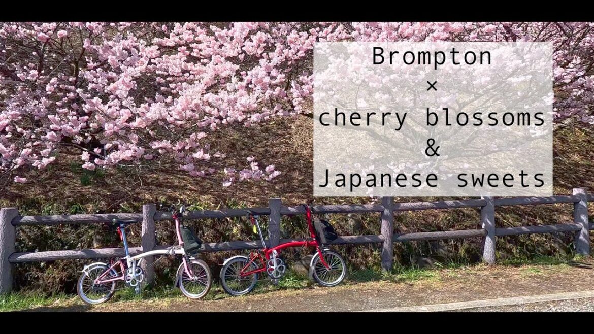 Brompton cycling cherry blossoms&Japanese sweets