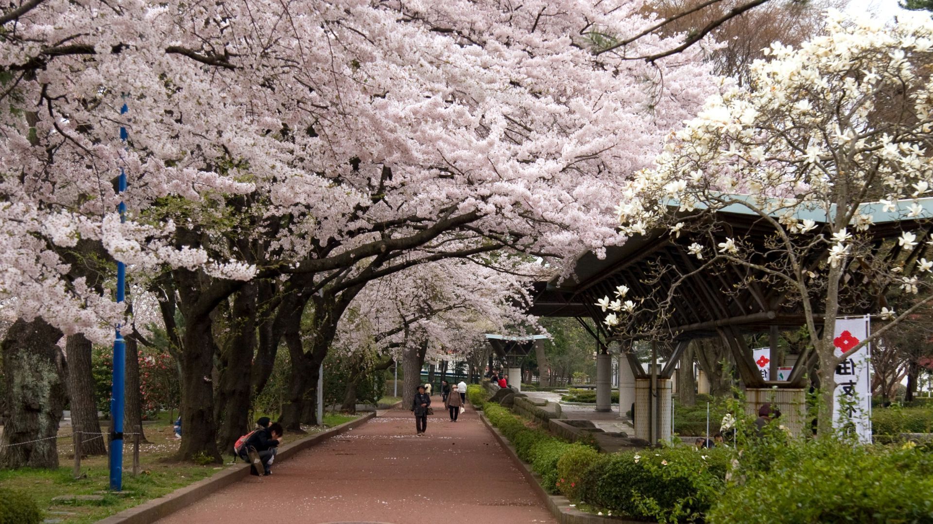 best time to visit Japan