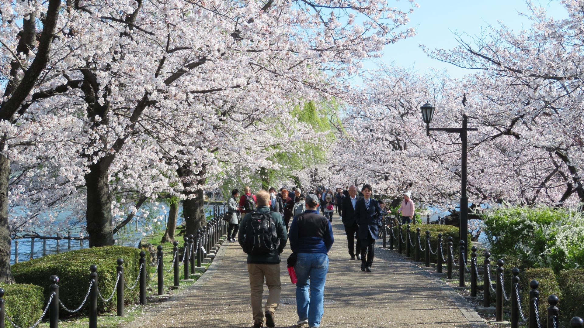Cherry blossoms - best time to visit Japan