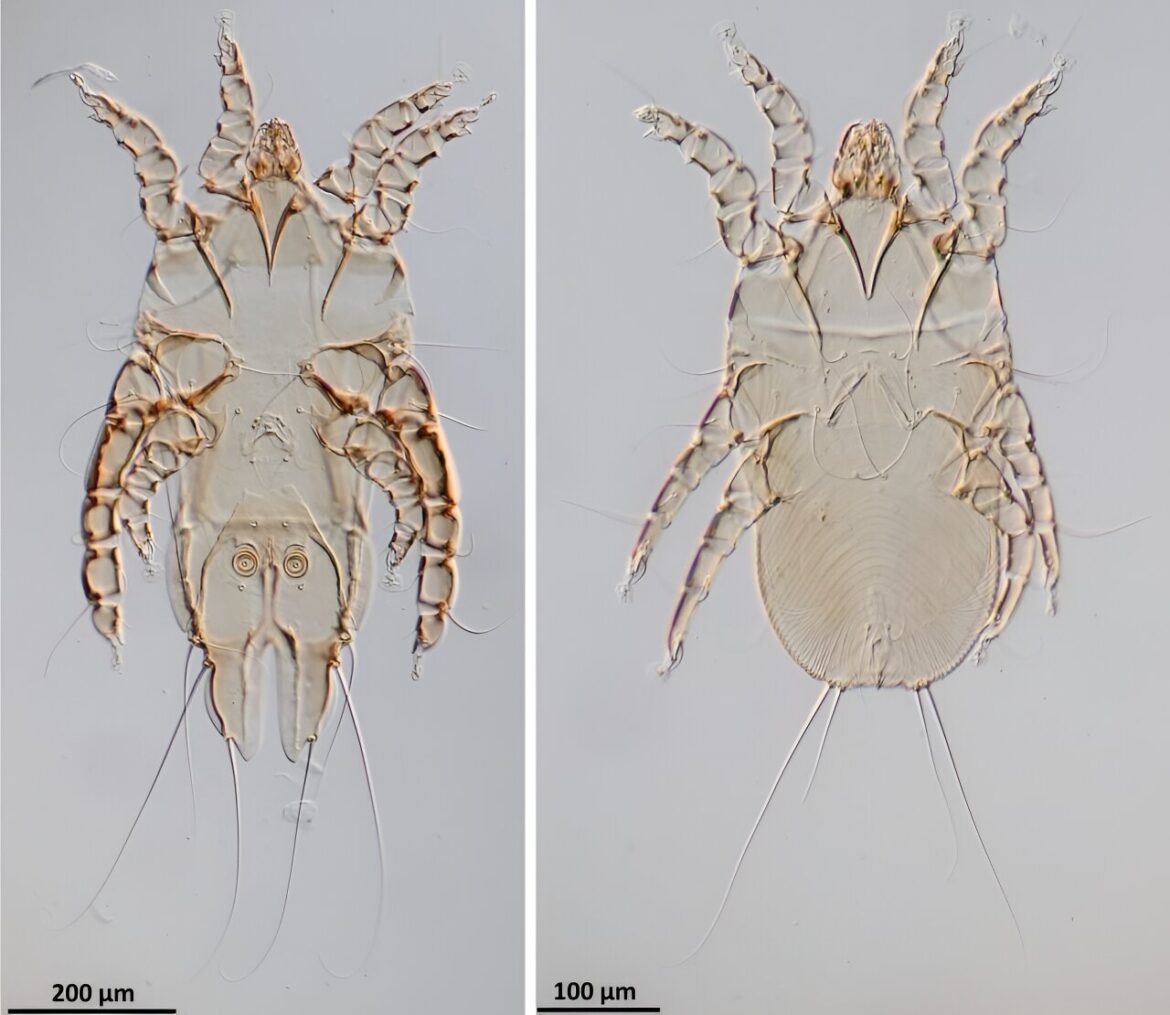 New feather mite species discovered on the endangered Okinawa rail