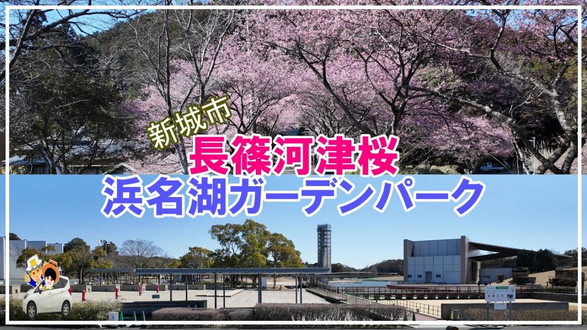 春が待ち切れなくて県をまたいで「長篠河津桜並木」と「浜名湖ガーデンパーク」 春が待ち切れなくて県をまたいで「長篠河津桜並木」と「浜名湖ガーデンパーク」