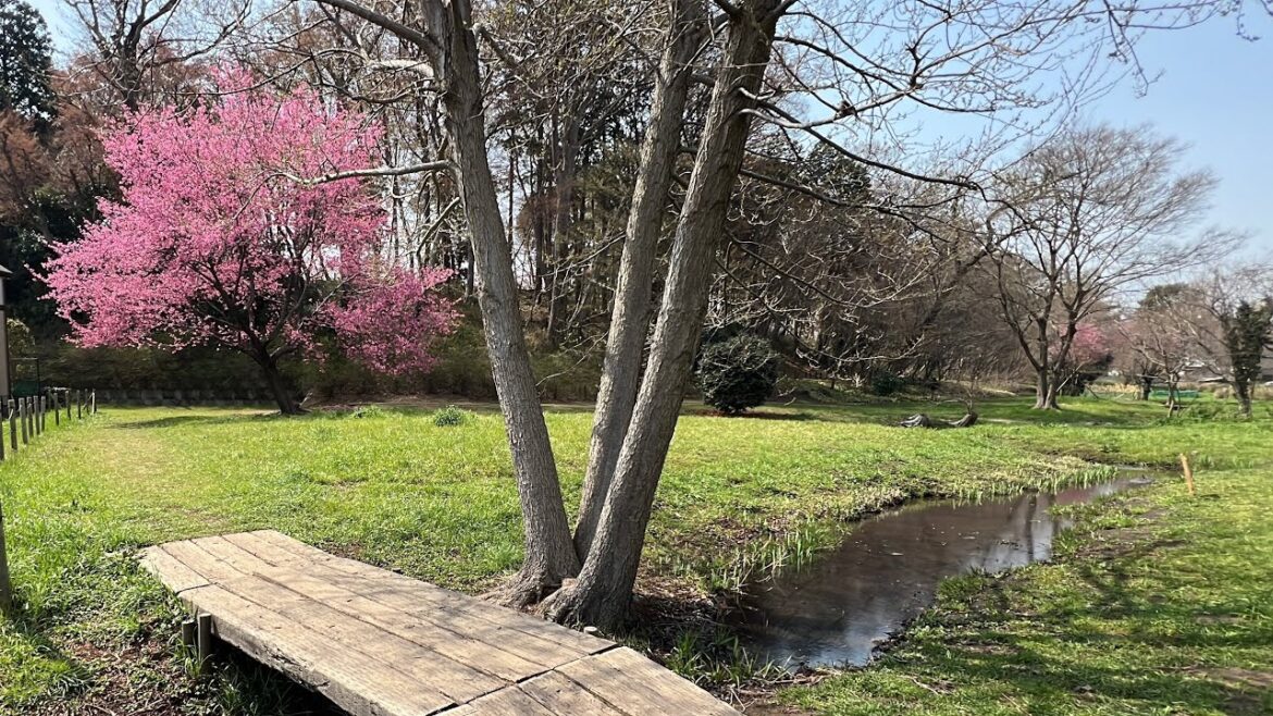 Early Cherry Blossoms in Saitama 2025 | Angyohara Natural Park & Mitzosuin Temple Walk Tour Early Cherry Blossoms in Saitama 2025 | Angyohara Natural Park & Mitzosuin Temple Walk Tour