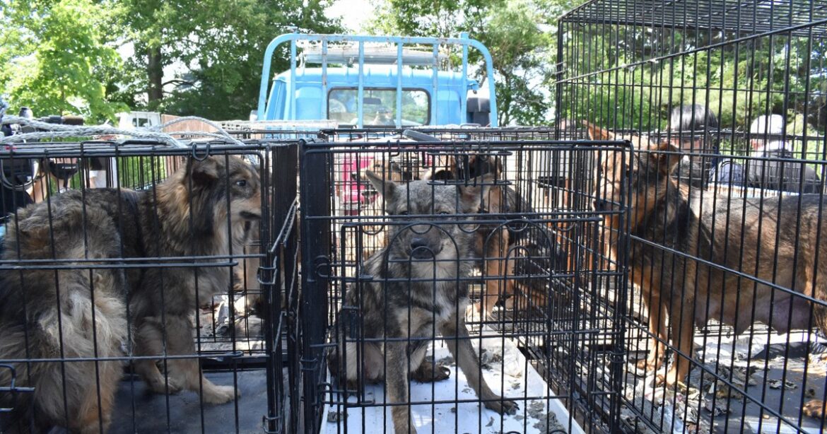 Over 200 chickens killed by dog that escaped from hoarder in Hokkaido