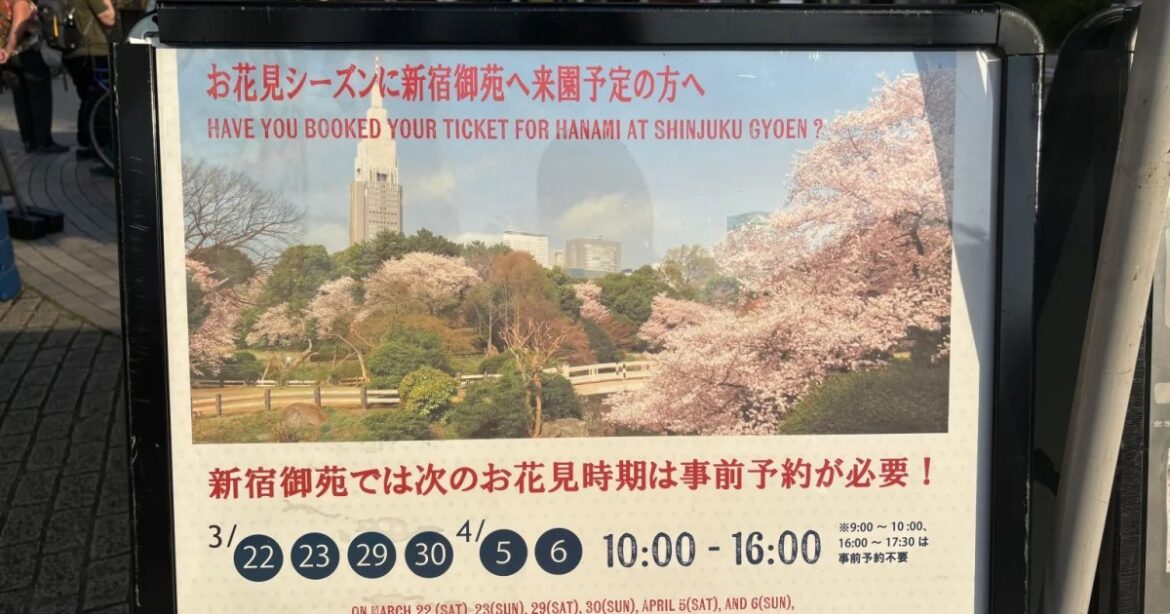 Tokyo sakura report: Why Shinjuku Gyoen beats Ueno Park for hanami cherry blossom viewing