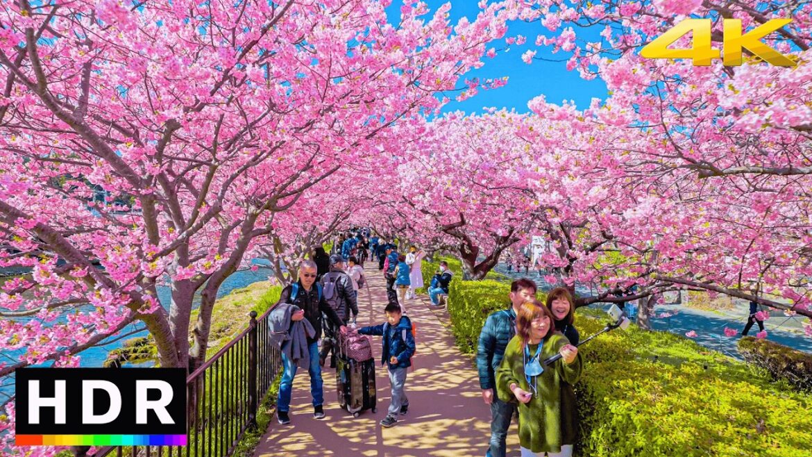 4K HDR Japan's Best Early Cherry Blossoms