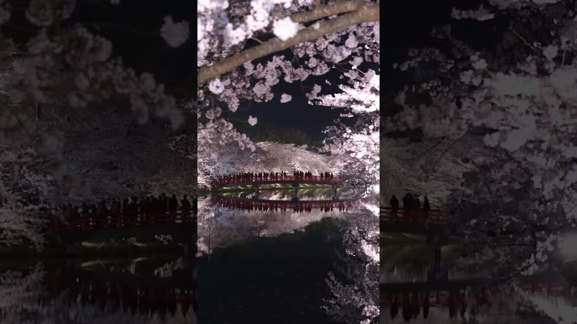 Cherry Blossom 🌸 at Hirosaki park in Aomori #japan #sakura #travel