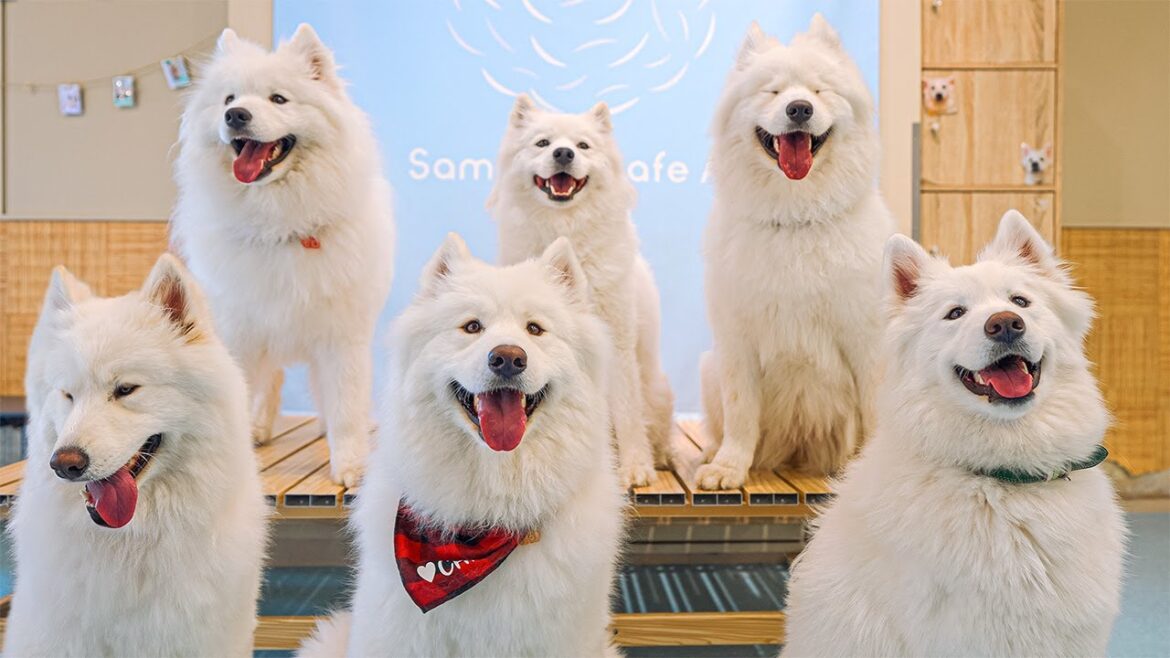 Visiting the Cute and Funny Samoyed Dog Cafe in Kyoto | Samoyed Cafe AL KYOTO KAWARAMACHI