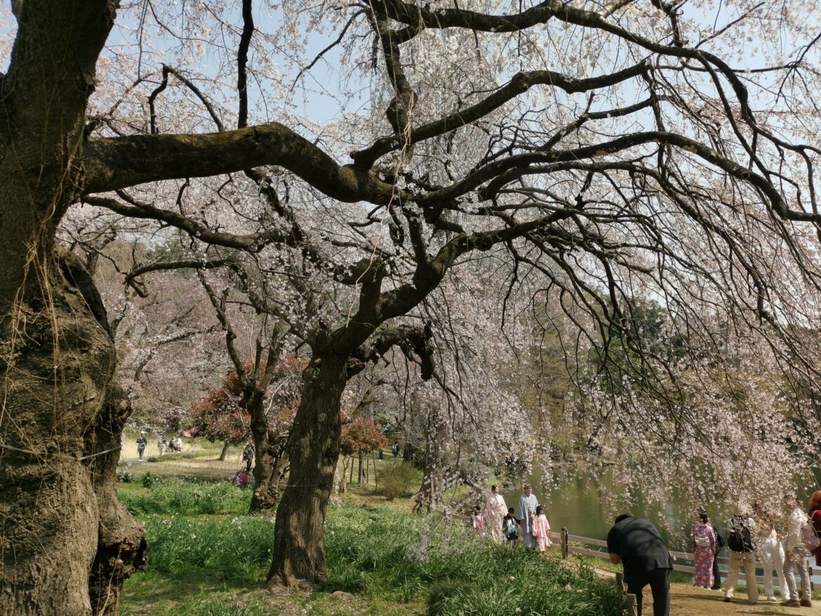 Tokyo cherry blossom progress report 2025: mid-bloom approaching peak bloom