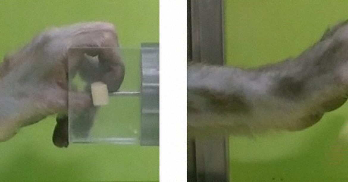 Compound aids recovery in monkeys with spinal injuries: Japan research team