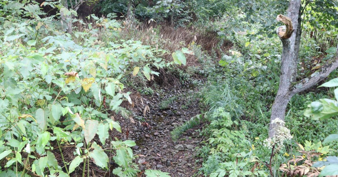 Bullet train tunnel construction in Hokkaido caused death of river: gov't agency