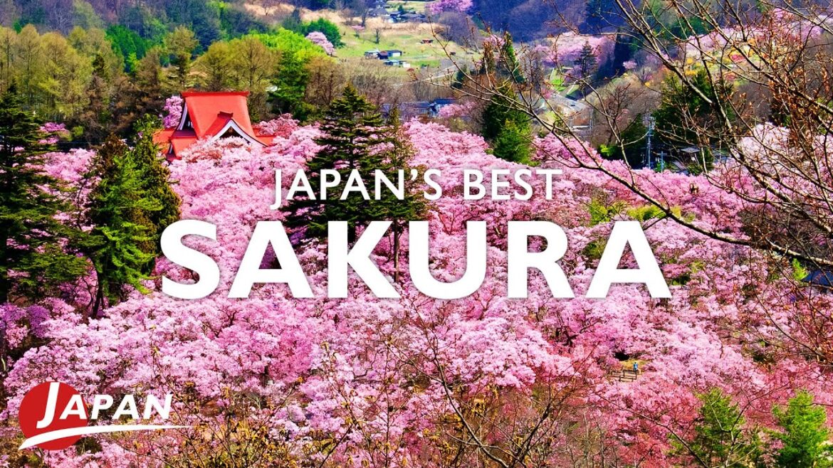 Experience the Enchanting Cherry Blossoms of Takato Castle Ruins | Nagano, Japan Trip Experience the Enchanting Cherry Blossoms of Takato Castle Ruins | Nagano, Japan Trip