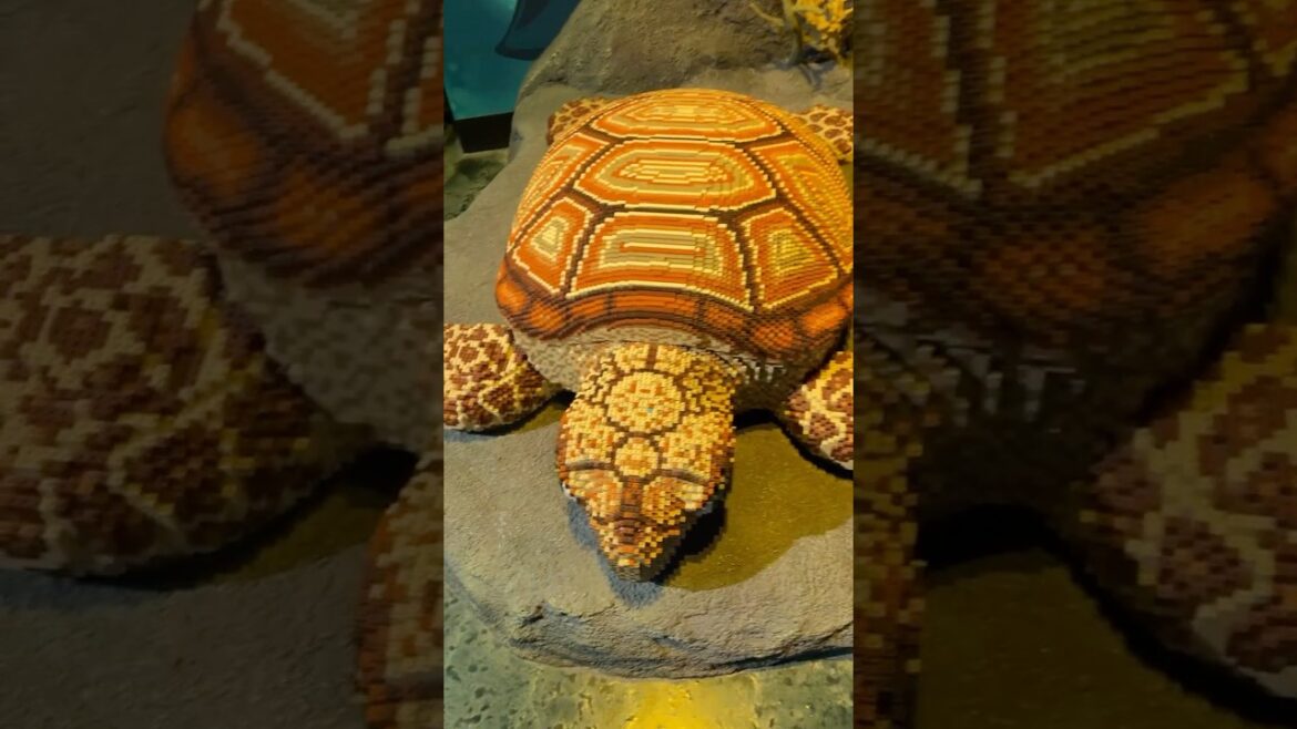 Legoland and Sea Life Japan Visit in Nagoya City. #japan #lego #nagoya #legoland #marinelife