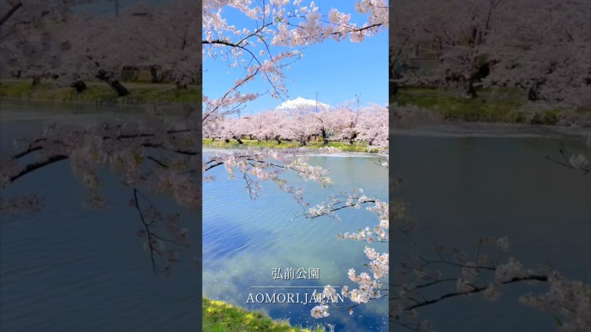 日本一絶景と言われる桜の名所をご存知ですか？ #青森観光 #旅行 #japantravel