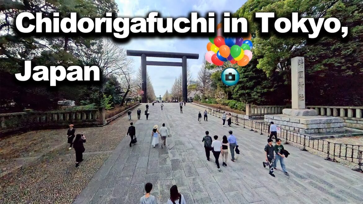 Sakura Tokyo Walking Tour by Insta360 X4 (Chidorigafuchi)