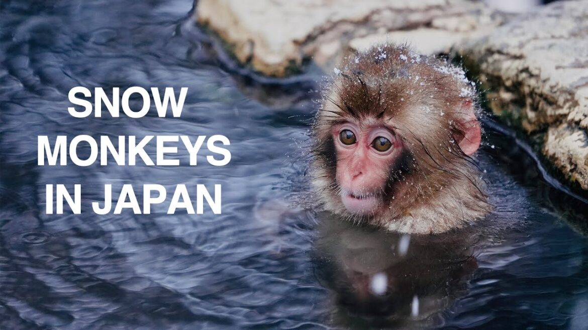 Snow Monkeys in Japan - Travel Film