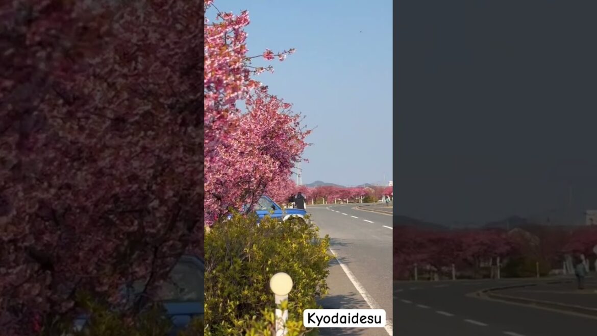 #sakura #cherryblossom #higashikagawa #kagawa #japan #sakuraspot #shikoku #sakuraseason