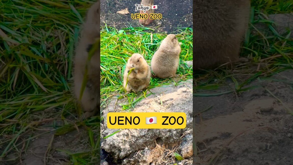 UP CLOSE with WILDLIFE | Ueno Zoo | TOKYO 🇯🇵 JAPAN