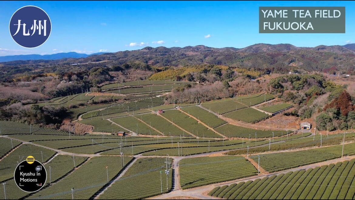 Tea Field In Yame, Fukuoka – Kyushu at your Doorstep- Tea Field In Yame, Fukuoka - Kyushu at your Doorstep-