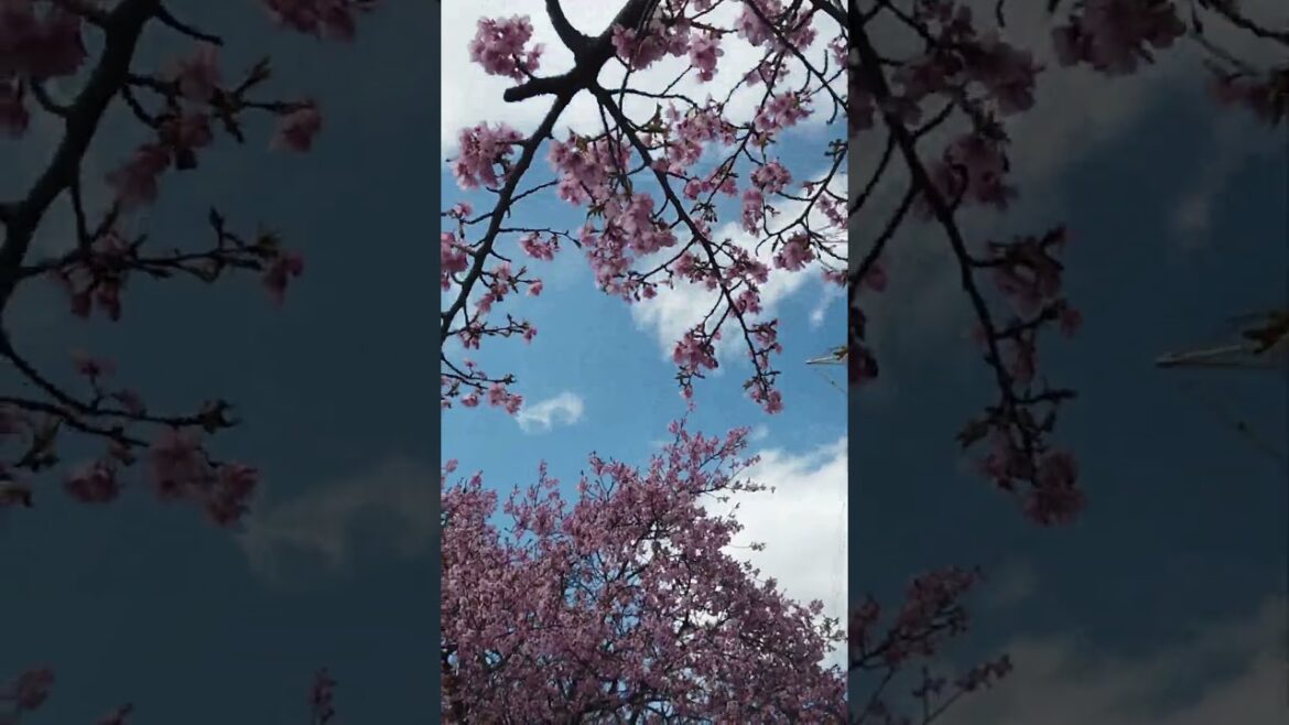 Japan’s Cherry Blossoms #traveljapan #chiba #nature Japan's Cherry Blossoms #traveljapan #chiba #nature