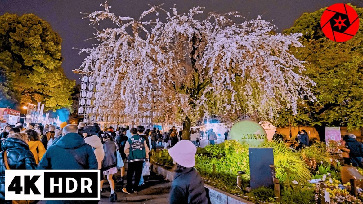 Tokyo Cherry Blossoms 2025 Begins in Ueno Park - 4K HDR