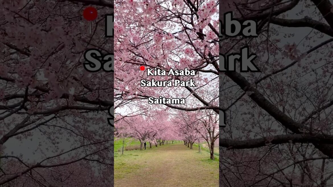 🌸Kita Asaba Sakura Tsutsumi Park (北浅羽桜堤公園 – 埼玉)