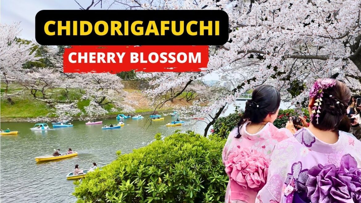 TOKYO, JAPAN 🇯🇵 [4K] CHIDORIGAFUCHI Cherry Blossom — 1 HOUR Walking Tour