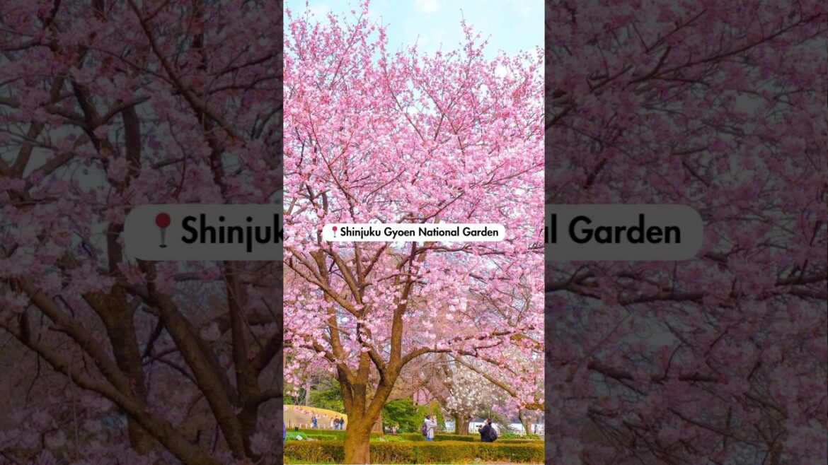 BEST Spots to See Sakura Cherry Blossoms in TOKYO #japan #tokyo #cherryblossom