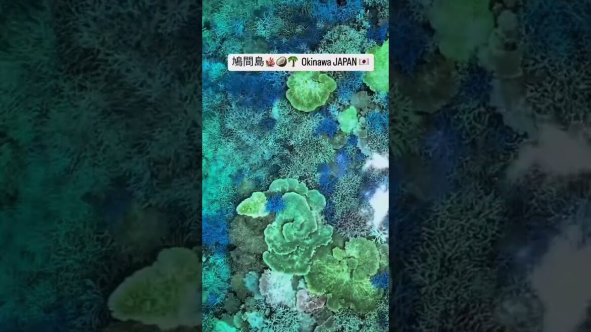 NEXT STOP IS: Okinawa π―π΅ Japan 1 #travel #japan #japantravel #okinawa #japanese #asia #asian NEXT STOP IS: Okinawa π―π΅ Japan 1 #travel #japan #japantravel #okinawa #japanese #asia #asian