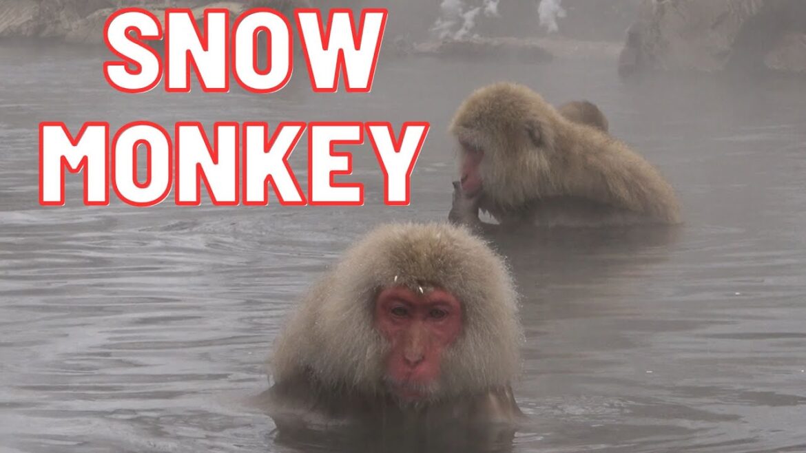 SNOW MONKEY PARK, JIGOKUDANI YAEN-KOEN SNOW MONKEY PARK, JIGOKUDANI YAEN-KOEN