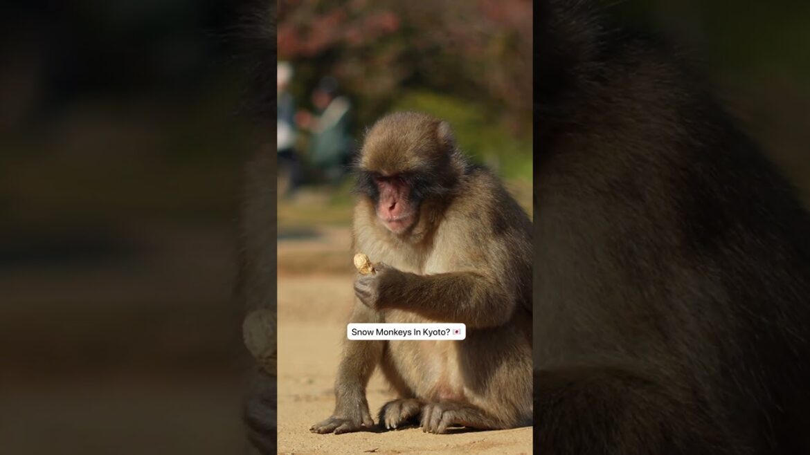 Wait… Kyoto Has Snow Monkeys?!