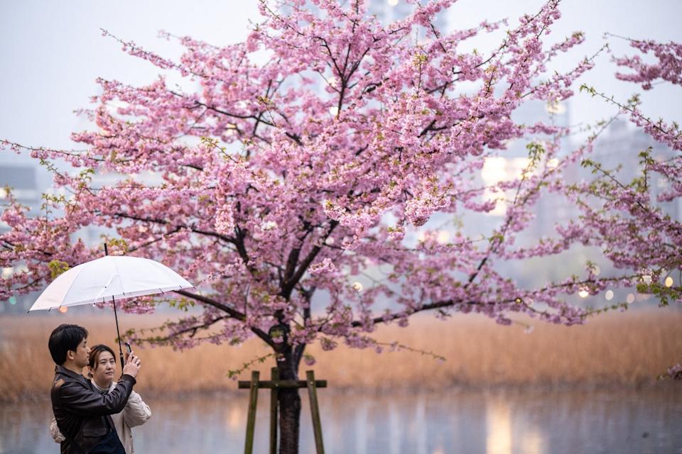 People take pictures with cherry blossom trees at Ueno park during a rainy day in Tokyo (AFP via Getty Images)